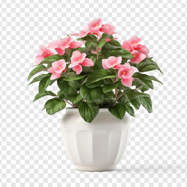 PSD rendering di un piccolo sfondo bianco fittizio impatiens plant con vasi prodotto girato 4k