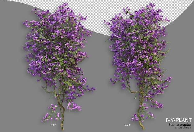 Rendering of ivy arrangement variety of styles