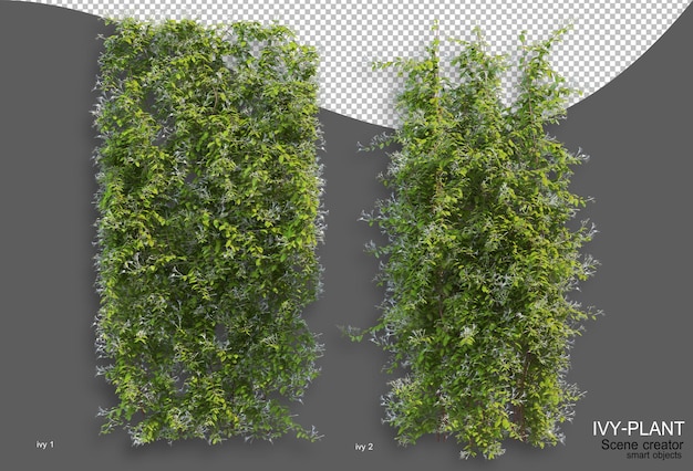 PSD rendering of ivy arrangement variety of styles