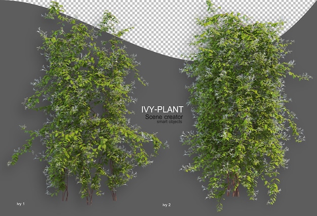 Rendering of ivy arrangement variety of styles