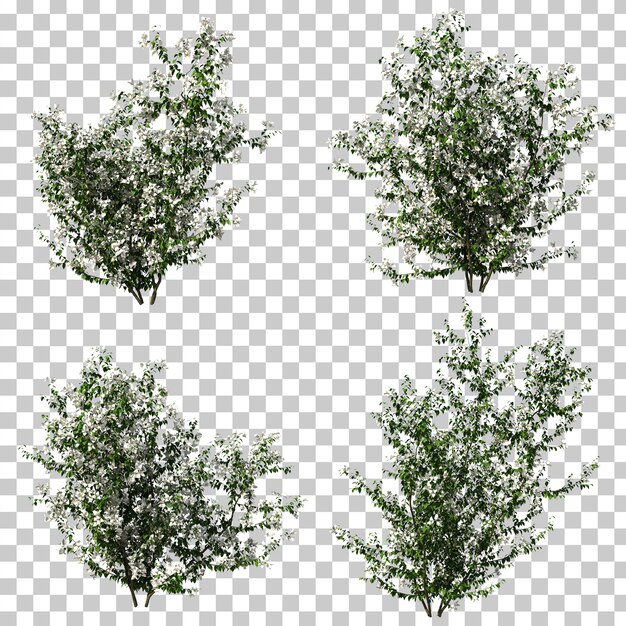 Renderowania 3D Bougainvillea