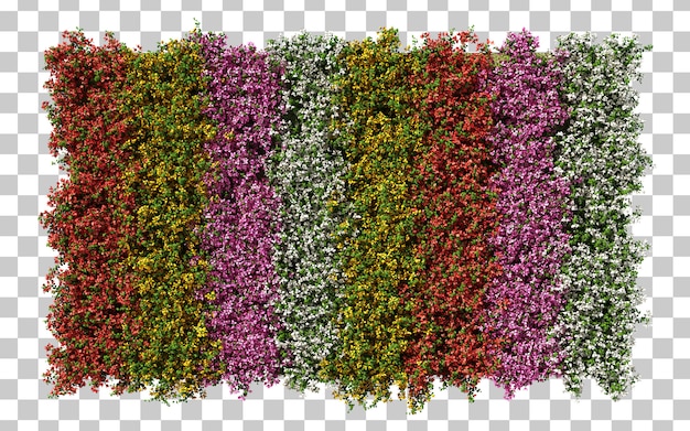 Renderowania 3d Bougainvillea