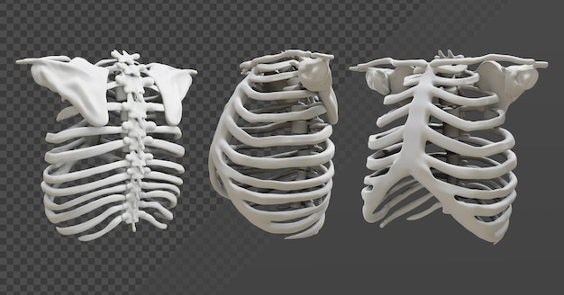 Renderowania 3D widok perspektywiczny szkieletu narządów klatki piersiowej człowieka