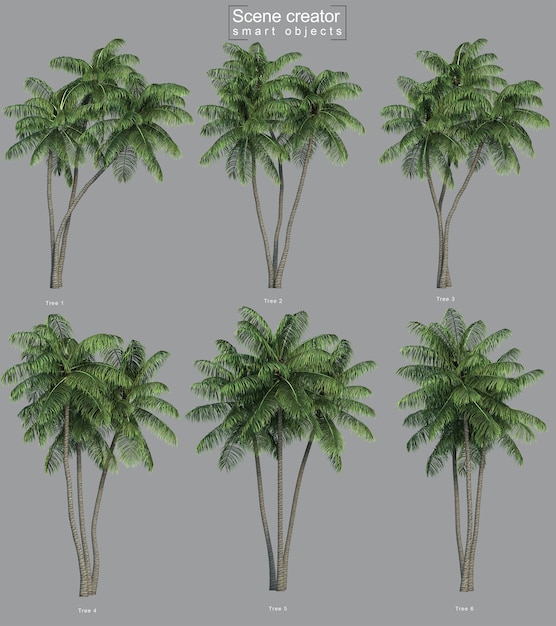 PSD renderowanie 3d palm kokosowych