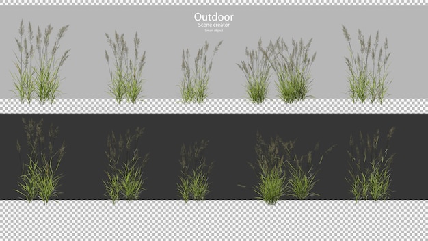 Renderowanie 3d phragmitów