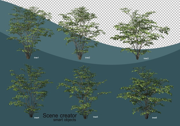 Renderowanie 3d Różnych Projektów Drzew