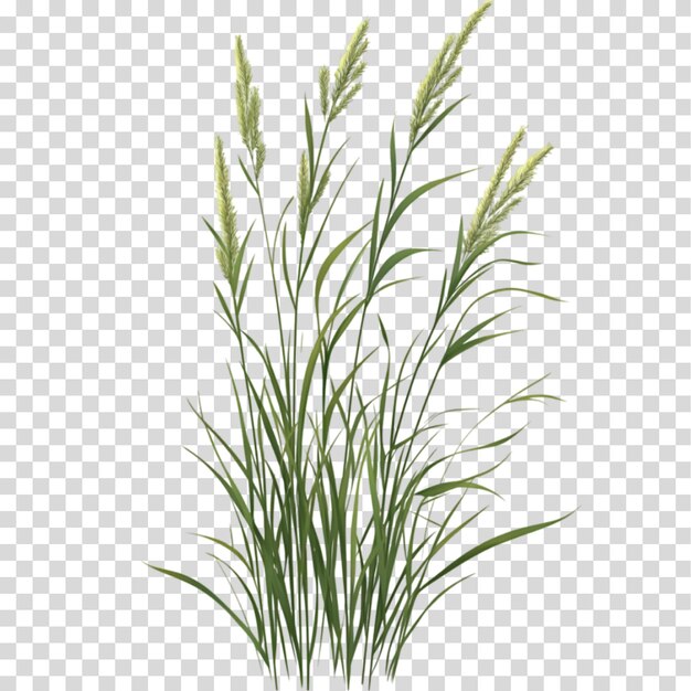 Renderowanie 3D wycięcia PNG Lush Grass Patch wyizolowanego na przezroczystym tle