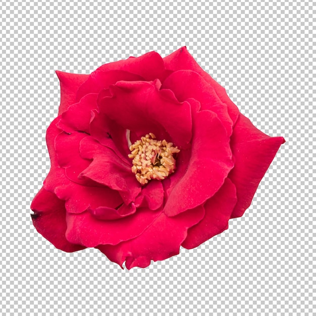 Renderowanie na białym tle bordowy kwiat róży