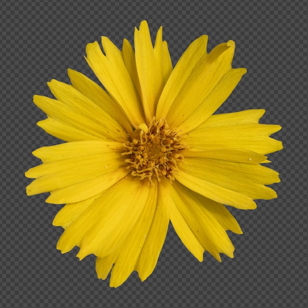 Renderowanie na białym tle żółtego kwiatu coreopsis