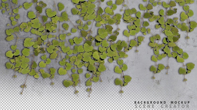 PSD renderowany obraz 3d zielonego bluszczu wspinającego się po starej betonowej ścianie