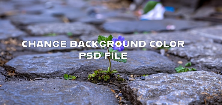 PSD resilient purple flower growing through cobblestone pavement