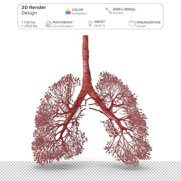 呼吸器系 3D モデリング PSD ファイル リアルな人間の解剖学