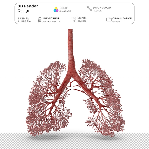 PSD modellazione 3d delle alveoli del sistema respiratorio file psd anatomia umana realistica