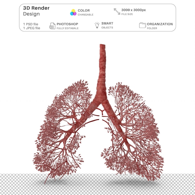 呼吸器系 3D モデリング PSD ファイル リアルな人間の解剖学