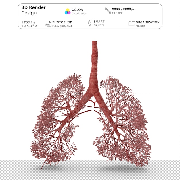 PSD respiratory system alveoli 3d modeling psd file realistic human anatomy