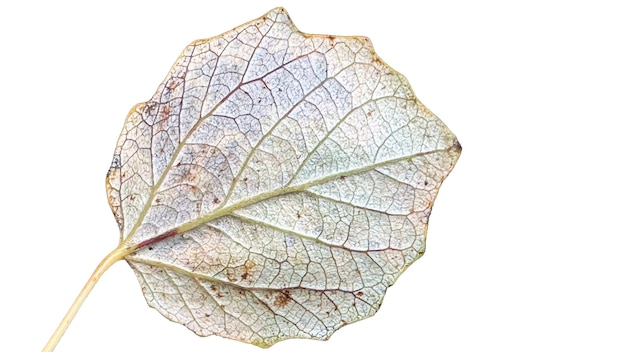 reverse side leaf of a quaking aspen isolated on white background