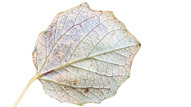 PSD reverse side leaf of a quaking aspen isolated on white background