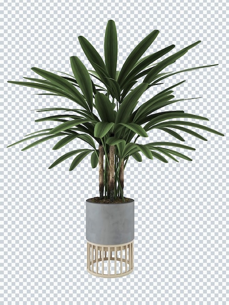 PSD rhapis plant on grey pot mockup