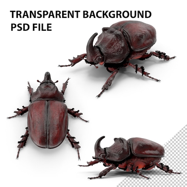 Rhinoceros beetle png