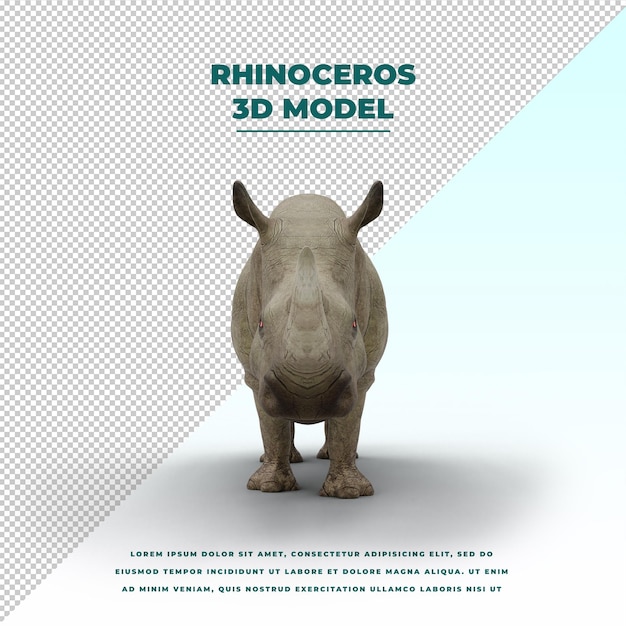 Rhinoceros isolated