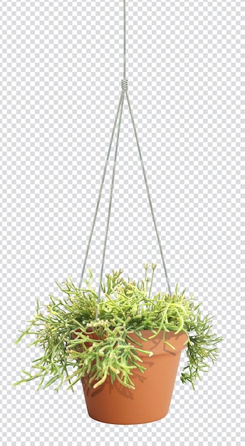 Rhipsalis plant