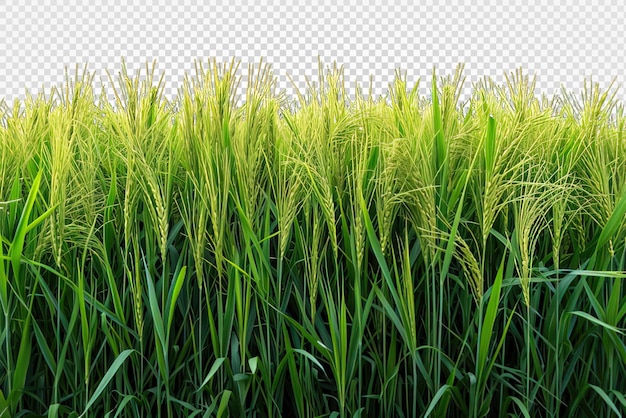 PSD rice field isolated on transparent background rice farm png generative ai