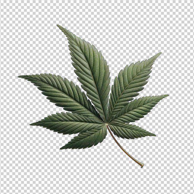 PSD rich cannabis leaf graphic png