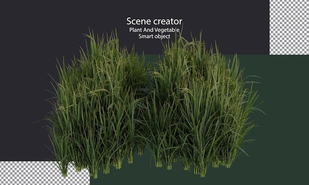 Rijst plant uitknippad Aziatische rijst geïsoleerde kleine planten en gras