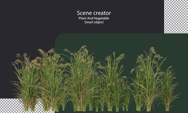 Rijst plant uitknippad Aziatische rijst geïsoleerde kleine planten en gras
