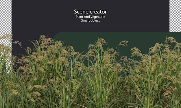 Rijst plant uitknippad Aziatische rijst geïsoleerde kleine planten en gras