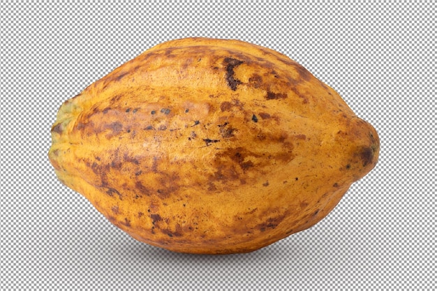 Ripe cocoa fruits isolated on white background