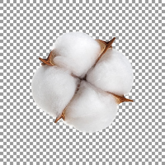 PSD ripe cotton ball flower isolated on transparent background