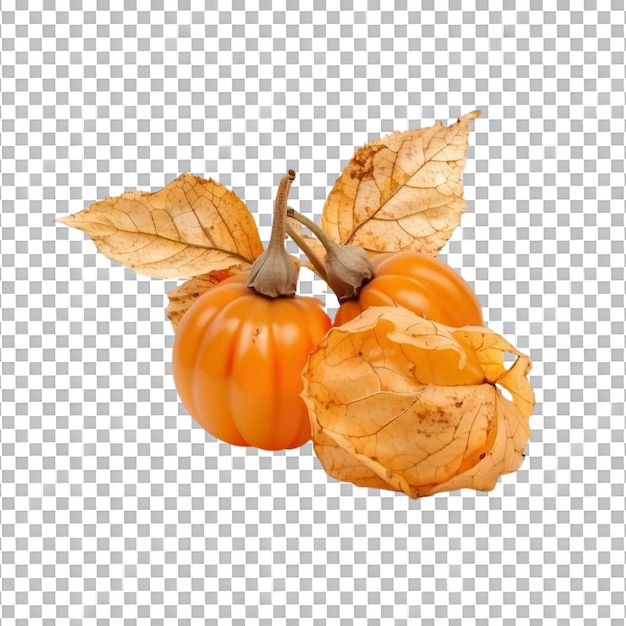 PSD ripe pumpkins on gray background