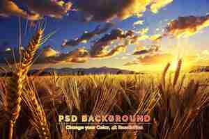 PSD ripe rye spikelets field at beautiful sundown background