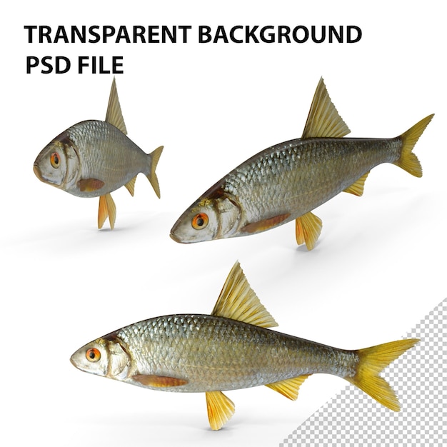 PSD roach fish png