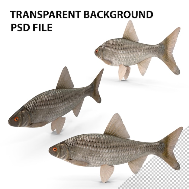 PSD roach fish png