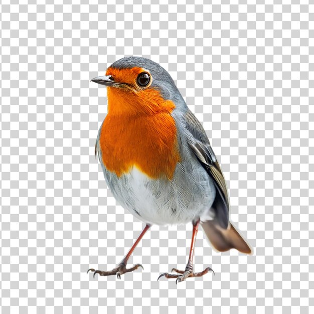 PSD robin isolated on transparent background