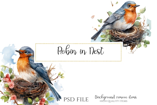 PSD robin nel nido robin bird clipart acquerello robin