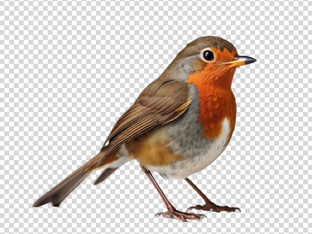 Robin op een doorzichtige achtergrond