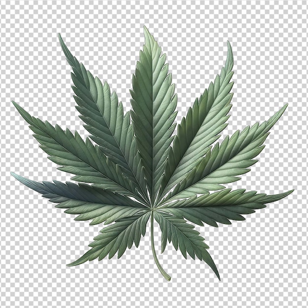 PSD 強力な大麻の葉 png