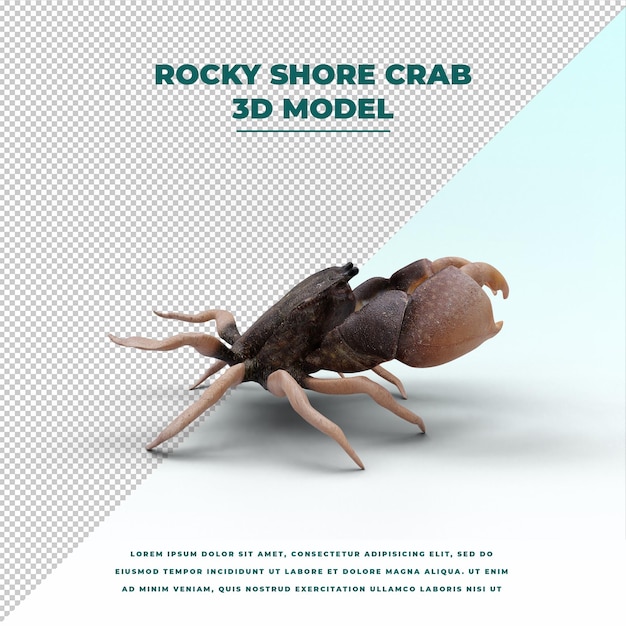 PSD rocky shore crab