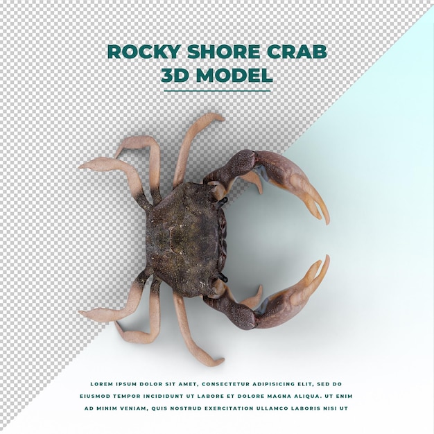 PSD rocky shore crab