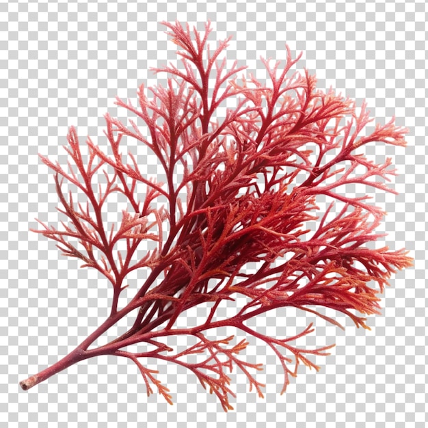 PSD rode algen of zeewier takken geïsoleerd op doorzichtige achtergrond