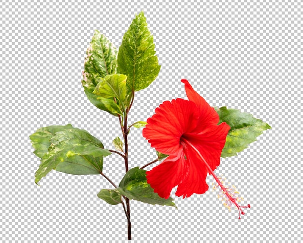 Rode hibiscus bloem geïsoleerd