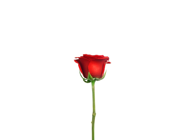 PSD rode rozen op een doorzichtige achtergrond.
