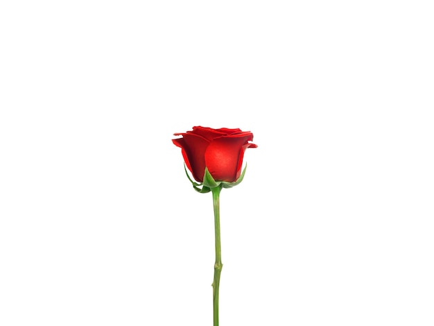 Rode rozen op een doorzichtige achtergrond.