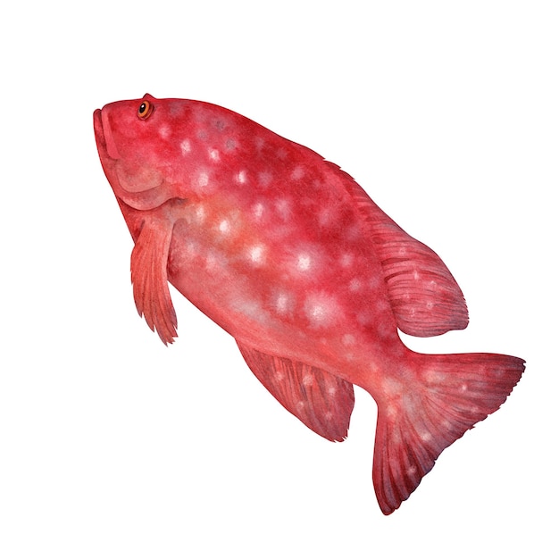 Rode tropische vissen met witte vlekken Waterverf koraal garuppa of rotsgrouper geïsoleerd op witte achtergrond voor maritiem ontwerp snorkelen duiken educatieve materialen boeken textiel kunst ambacht