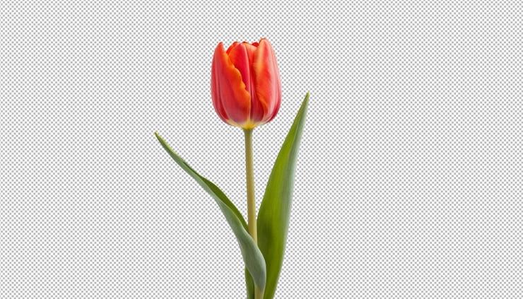 PSD rode tulpen brengen schoonheid in tuinen