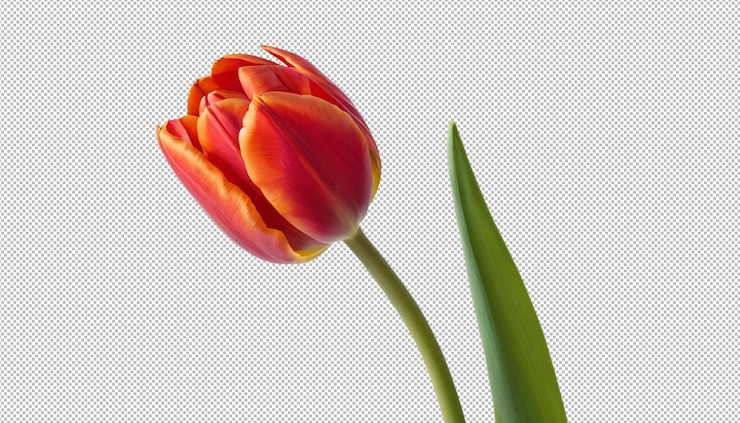 PSD rode tulpen geven de natuur kleur.