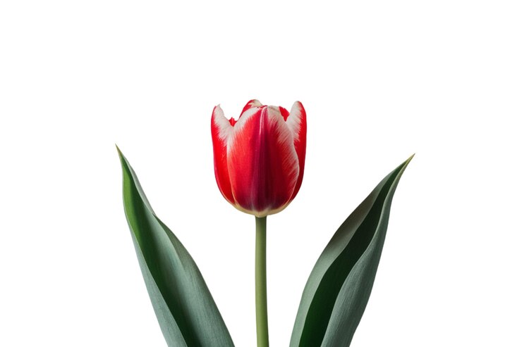 PSD rode tulpen met groene bladeren
